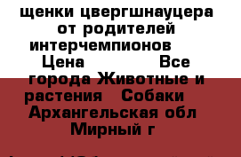 щенки цвергшнауцера от родителей интерчемпионов,   › Цена ­ 35 000 - Все города Животные и растения » Собаки   . Архангельская обл.,Мирный г.